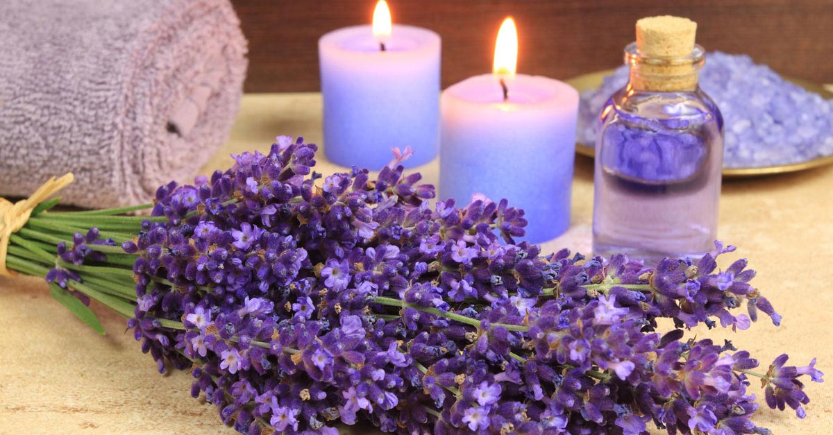 Image result for lavender pics